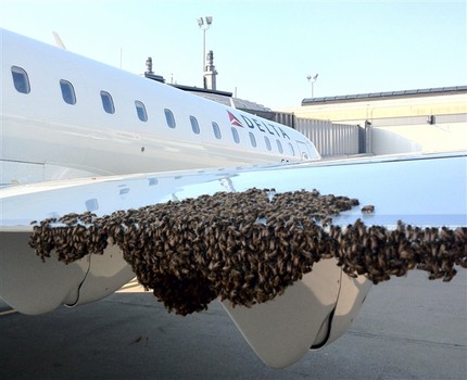 Un essaim d'abeilles bloque un avion de Delta Airlines